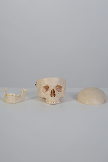 Skull model #3