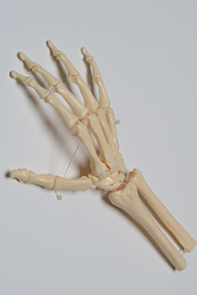 Skeleton - right hand model