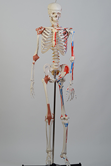 Skeleton model #1