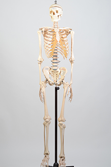 Skeleton model #2