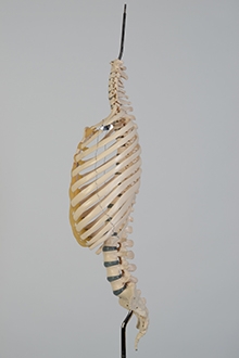 Ribs & spines model