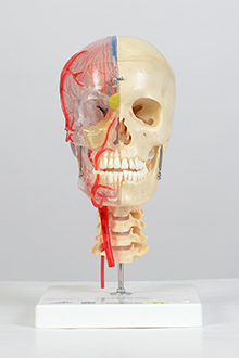 Half transparent skull model