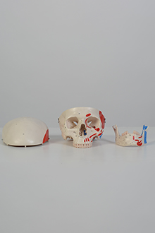 Skull model #1