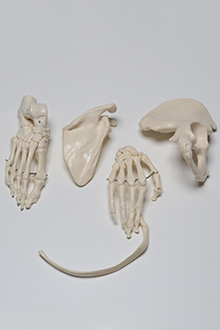 Right Upper Part of the Ilium with Foot, Patela and scapula model