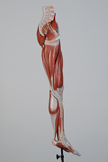 leg muscle model