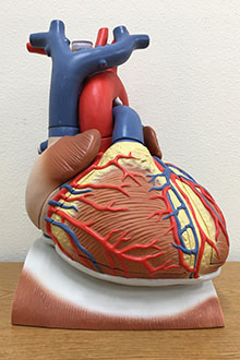 Heart on diaphragm model