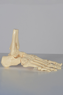 Skeleton - right foot model