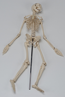 Small skeleton model