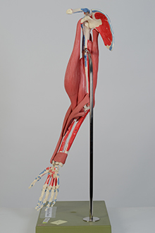arm muscle model