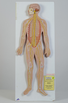 Nervous System Model